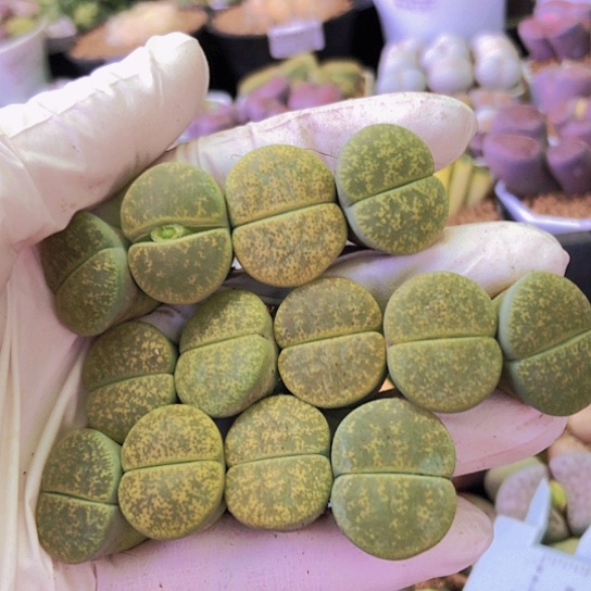 无花朵0639，1.8-2厘米如图