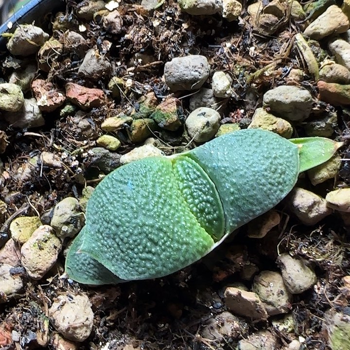 23号达摩宽叶凸釉旋转侧芽苗