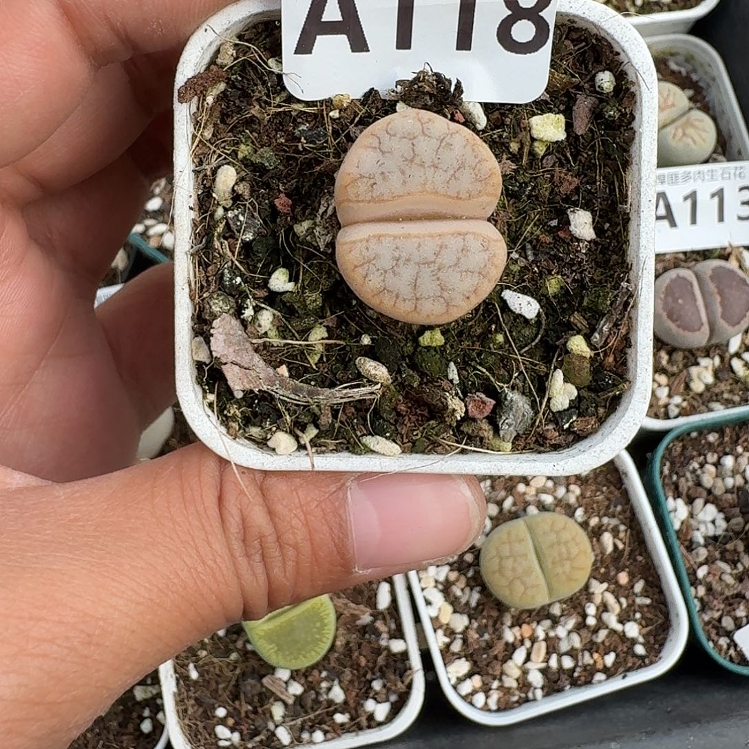 118多肉植物多肉植物