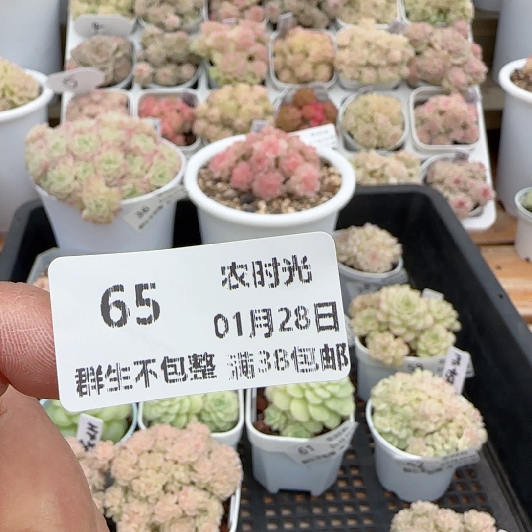 【闪购商品】0128-65（ht-36）