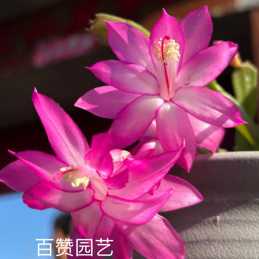 新品少女粉蟹爪兰花苞发货育苗盆