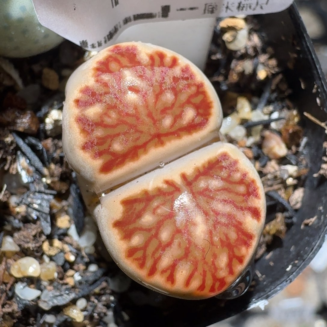 zzz福利捡漏了1579