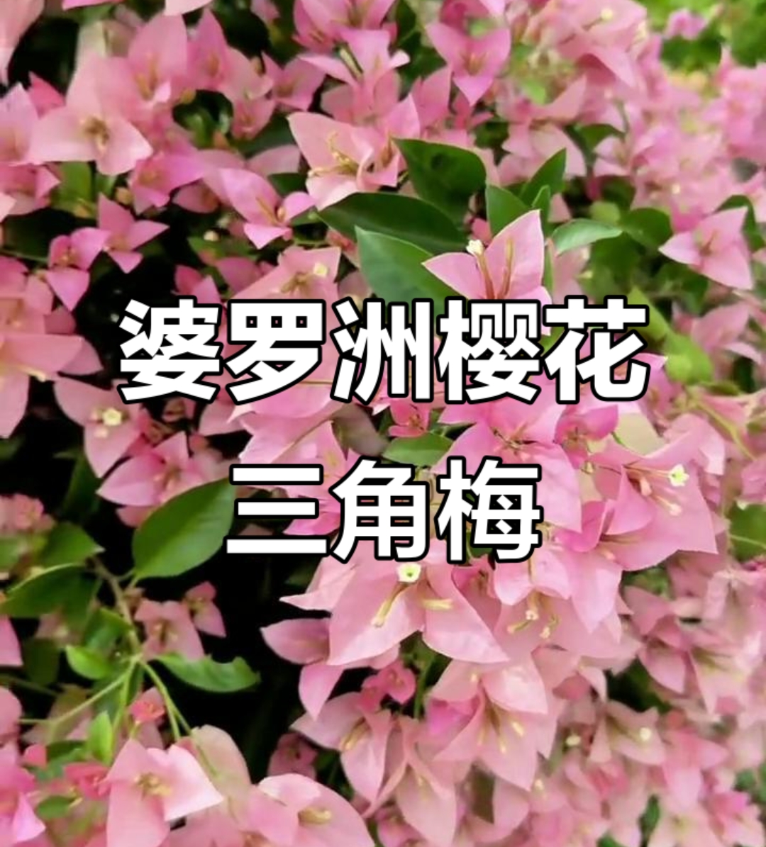 婆罗洲樱花三角梅 三角梅勤花品种四季爆花 原生袋苗