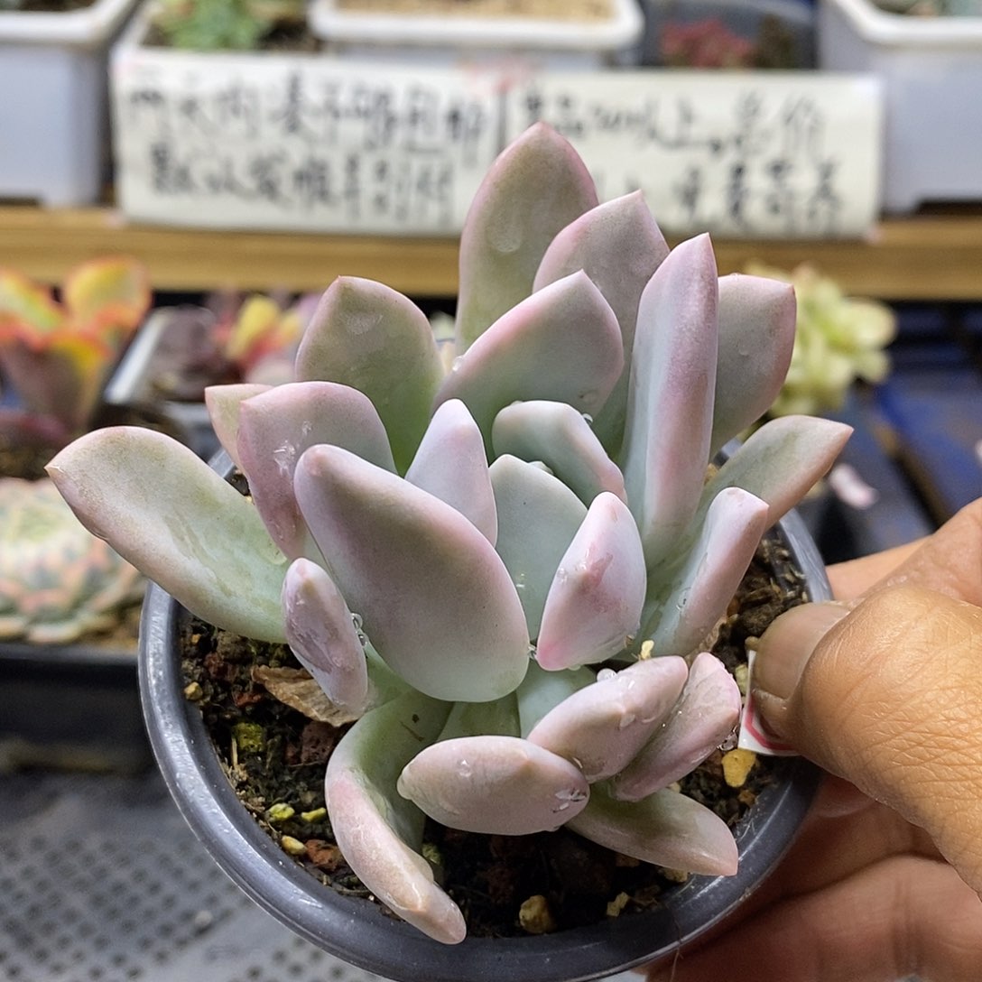 12148 奥普覆轮锦