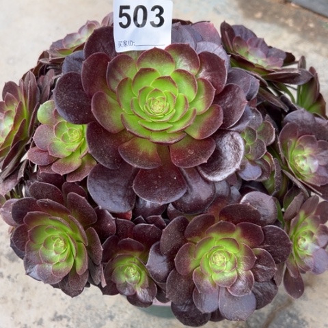 503赤焰莲22厘米左右