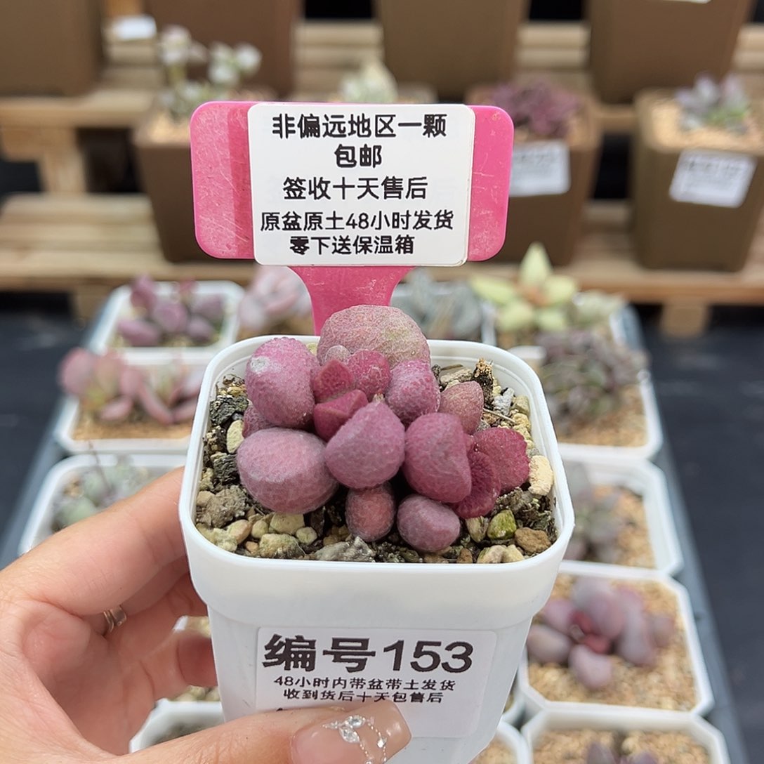 153夏娃多肉植物
