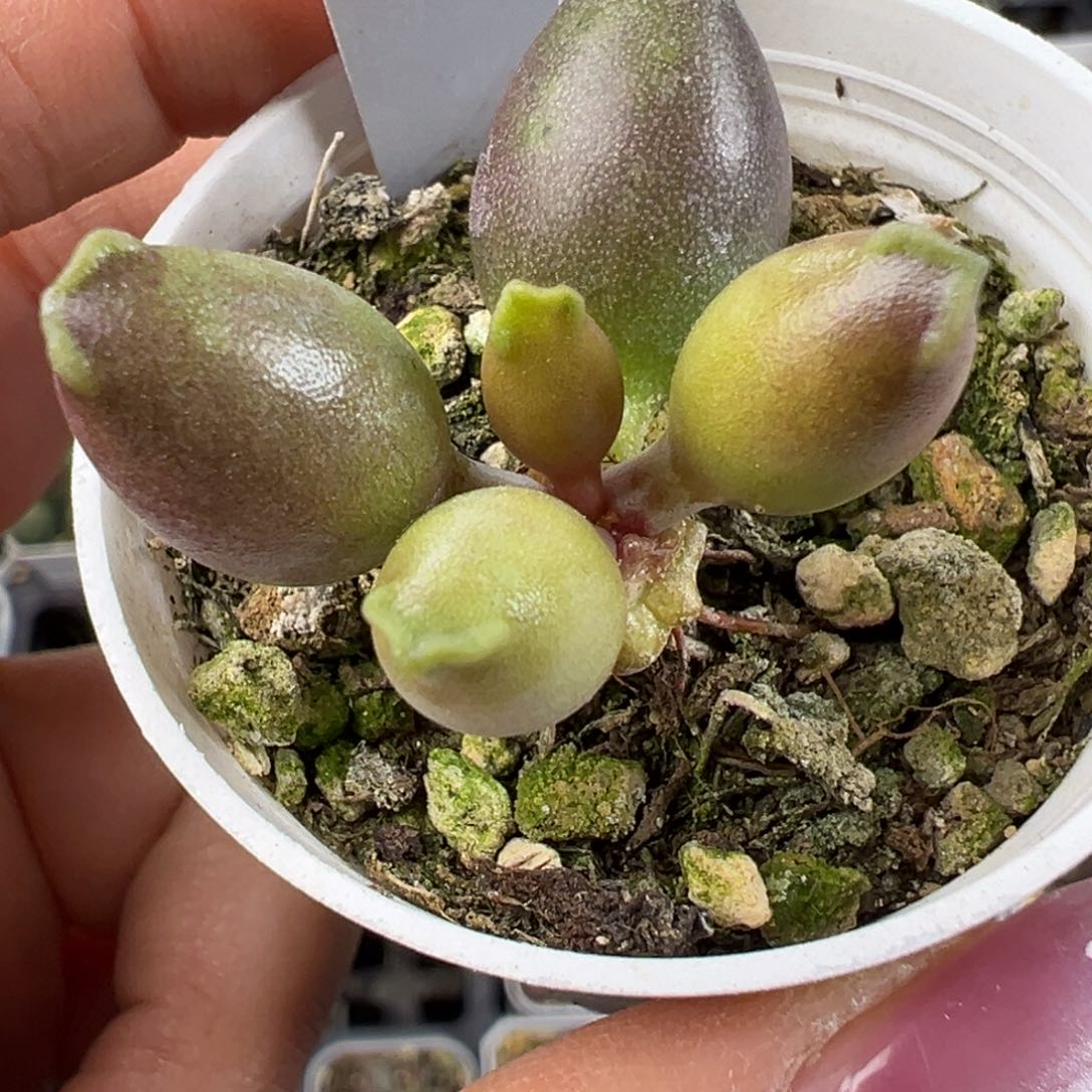 全紫海豹多肉植物水泡