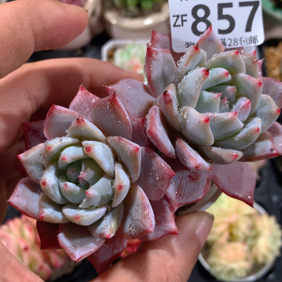 5CM拇指盆精控多肉ZF857