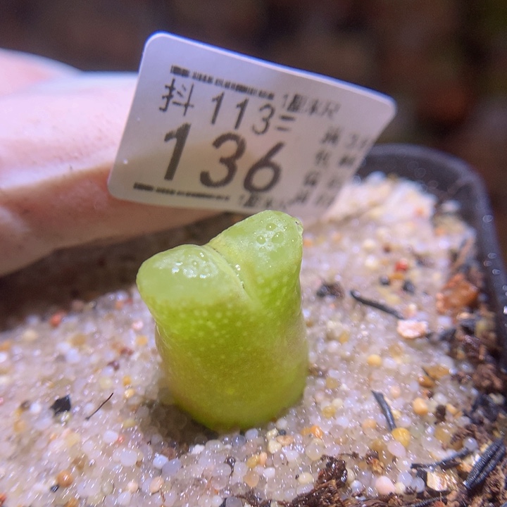 精品生石花113.136