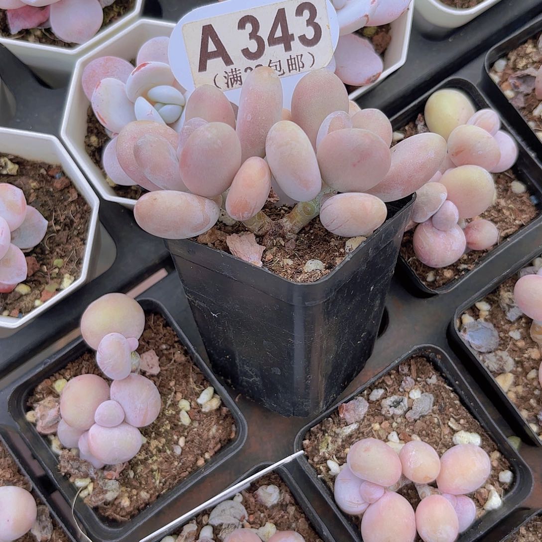 A343日系蛋黄奶一物一拍