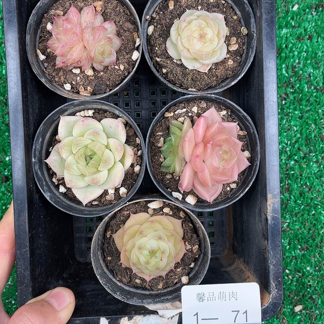 多肉杂交一物一拍1-71