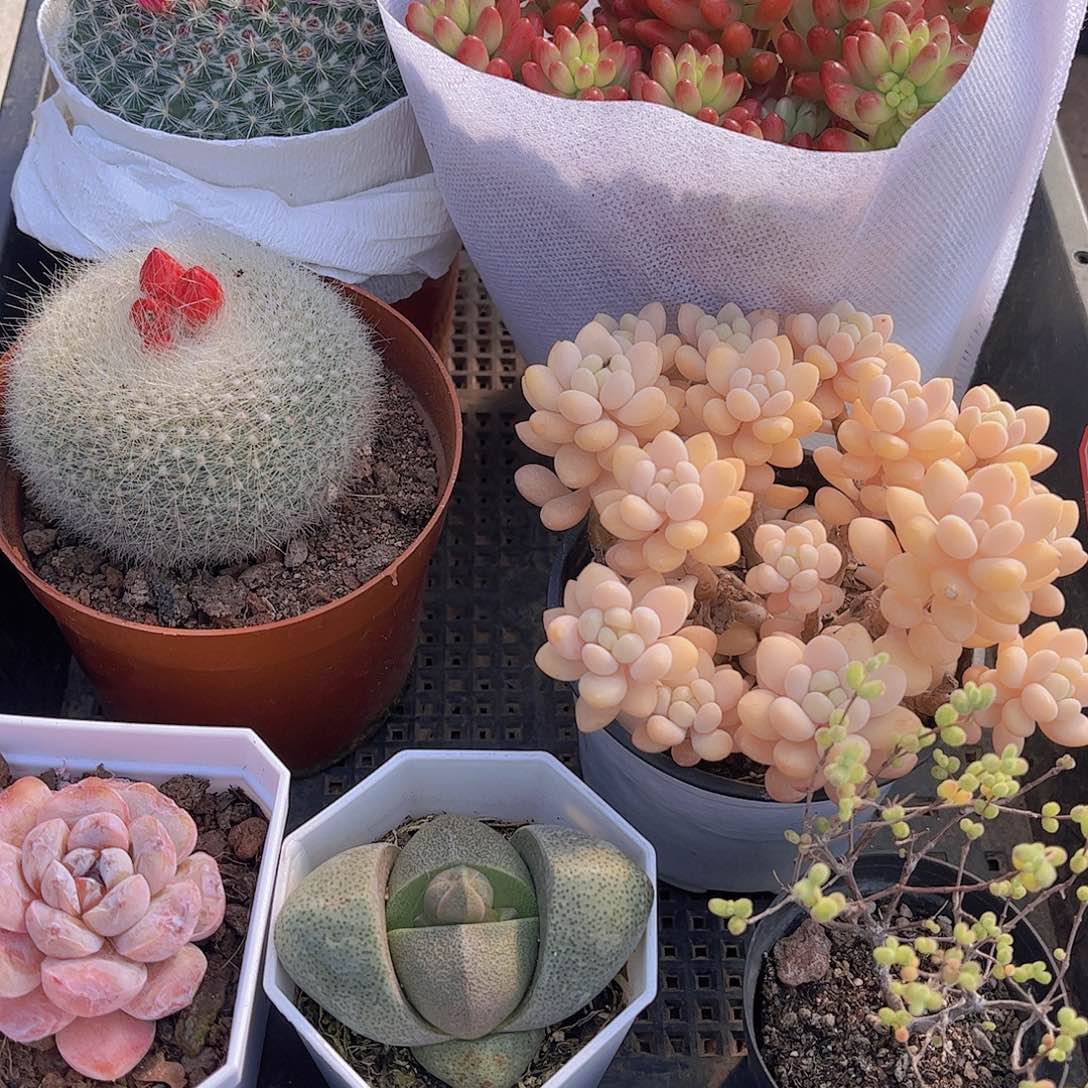 多肉610多肉植物