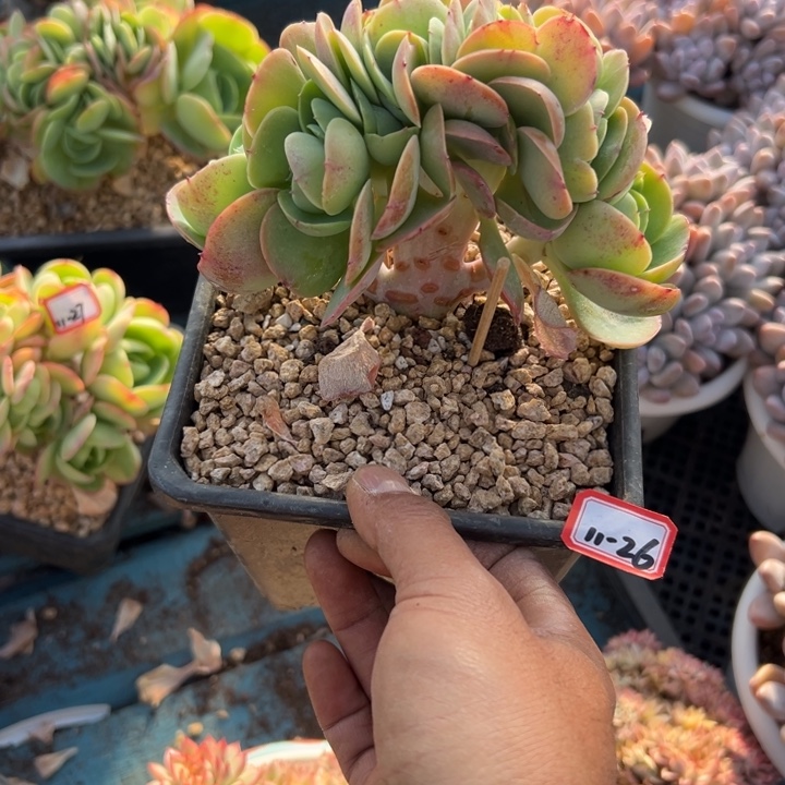 精品多肉植物老桩鸡蛋碧桃朵朵缀