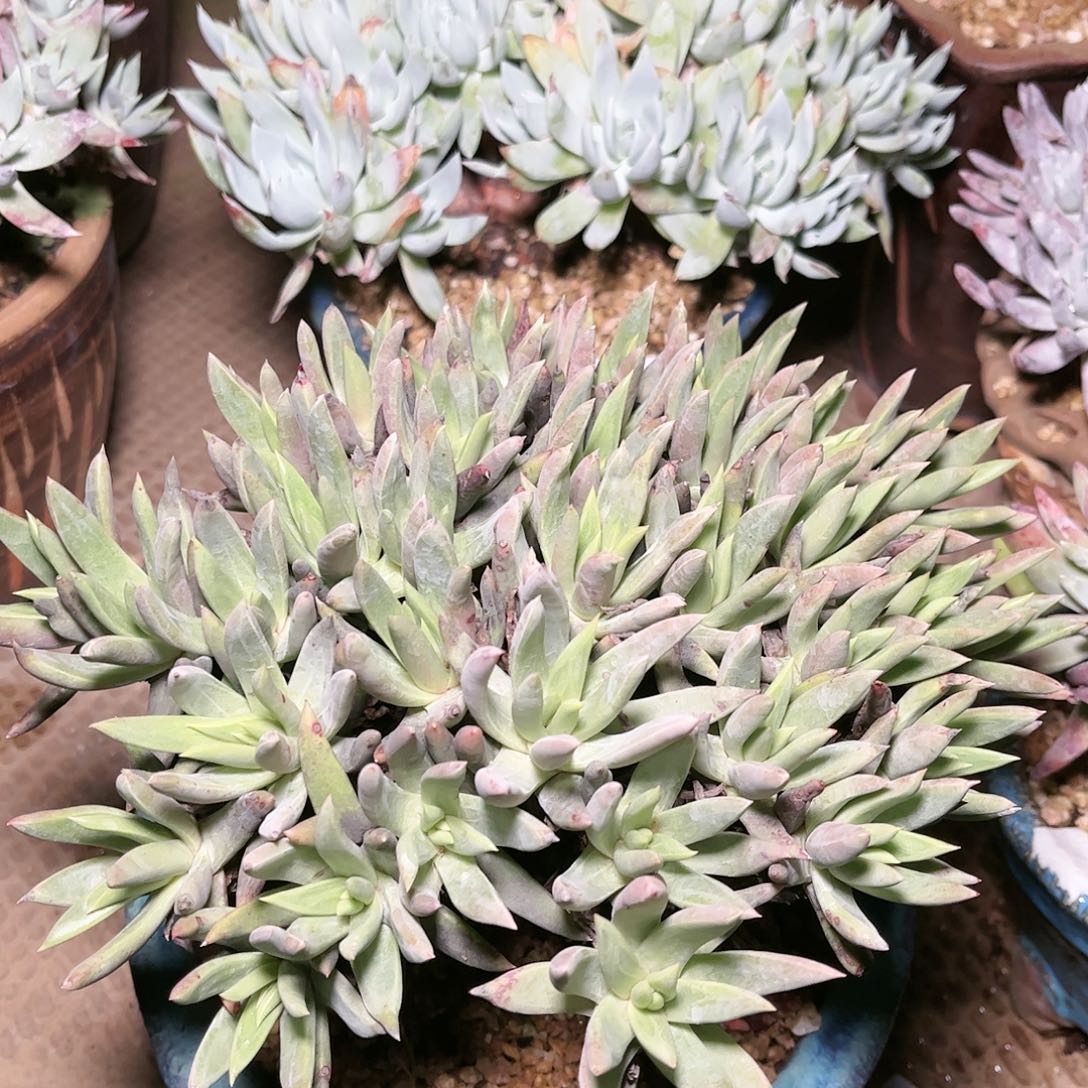 9114绿体沃枯提仙女杯多肉