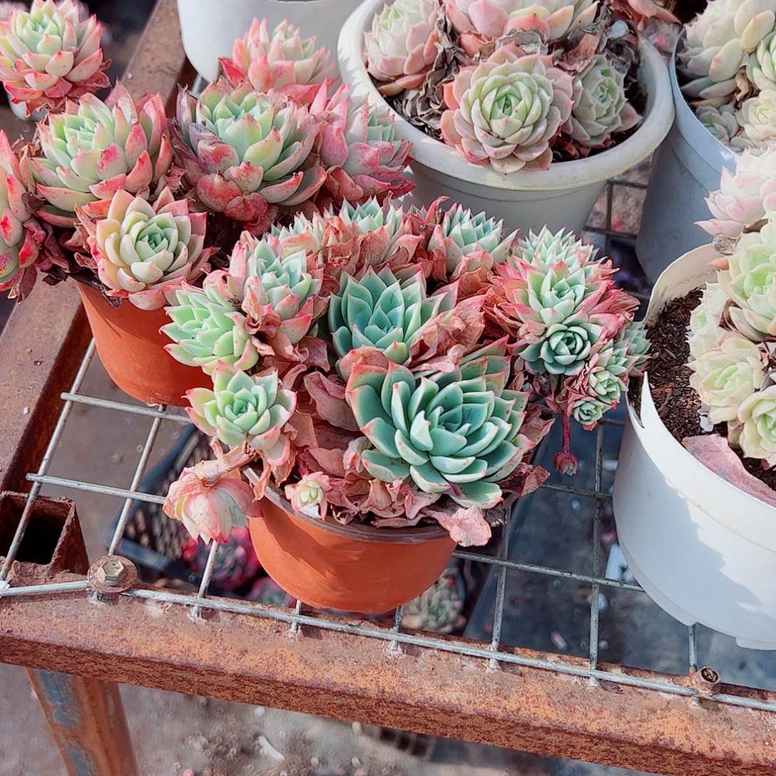 三色堇多头造型精品二盆