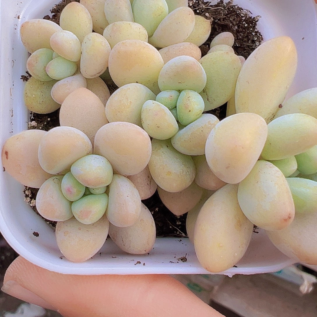 蛋糕奶酪5头起19包邮