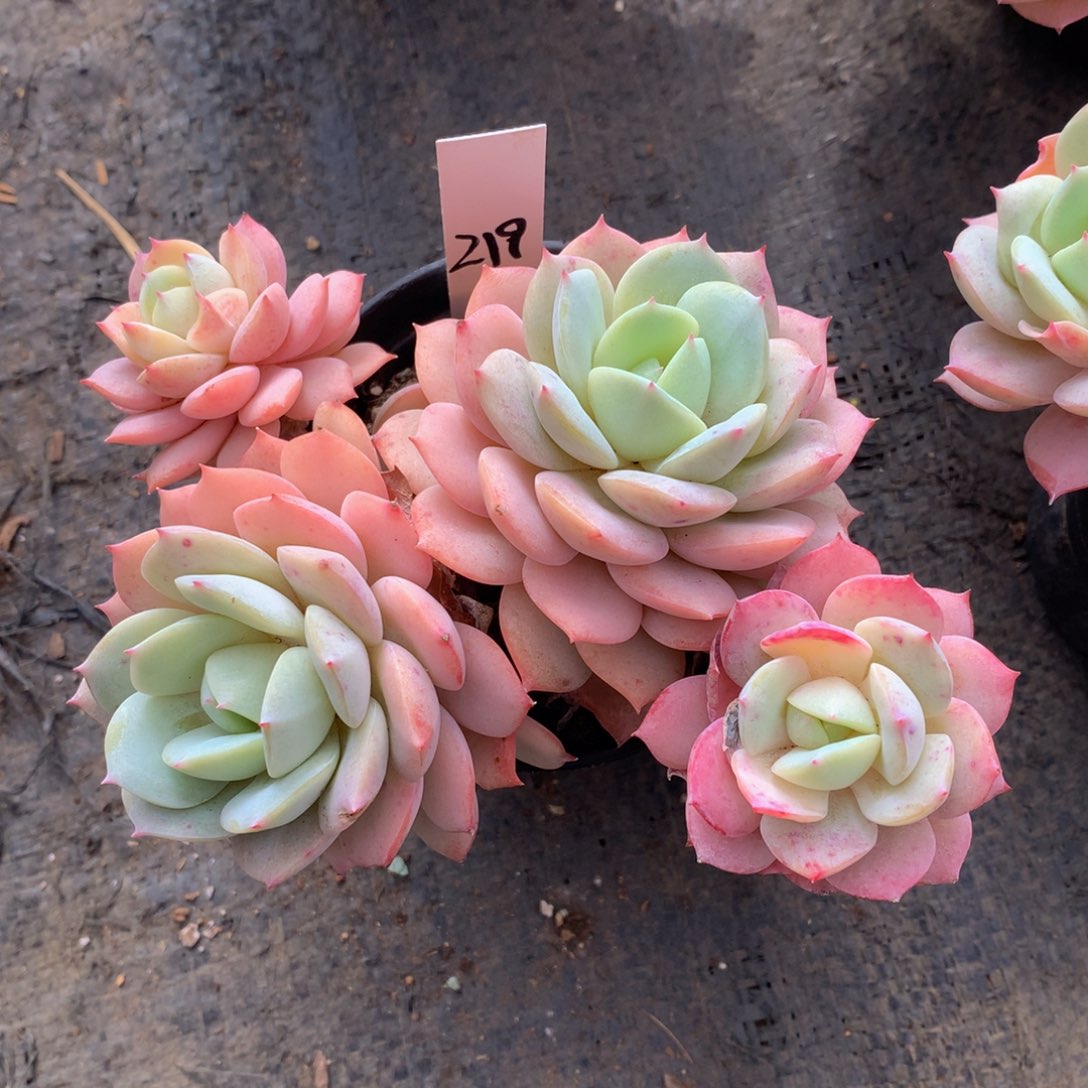 恋曲7772727272772727