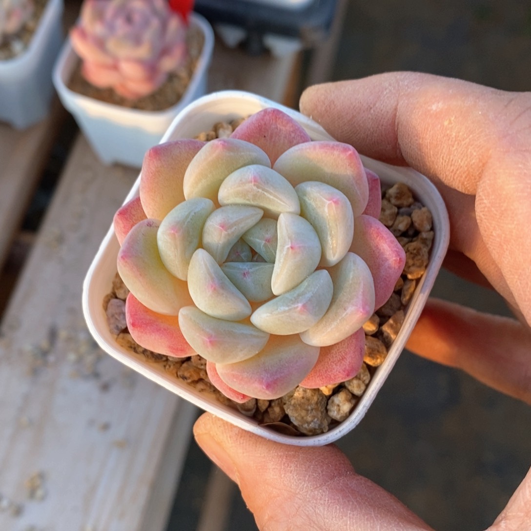 精品多肉一物一拍不包整513