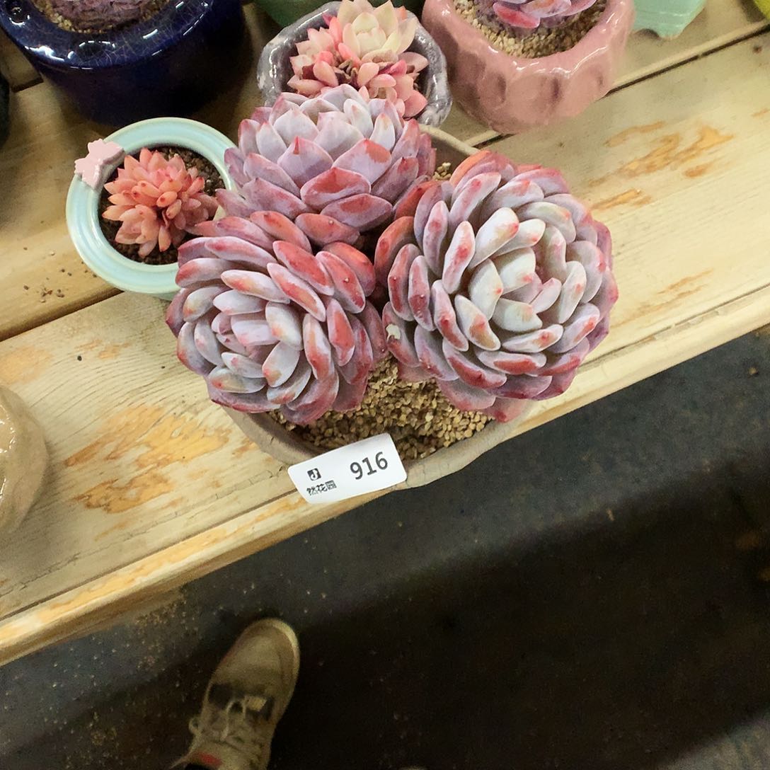 916梦露多肉植物66666