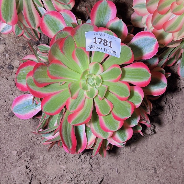 1781粉女郎多肉植物