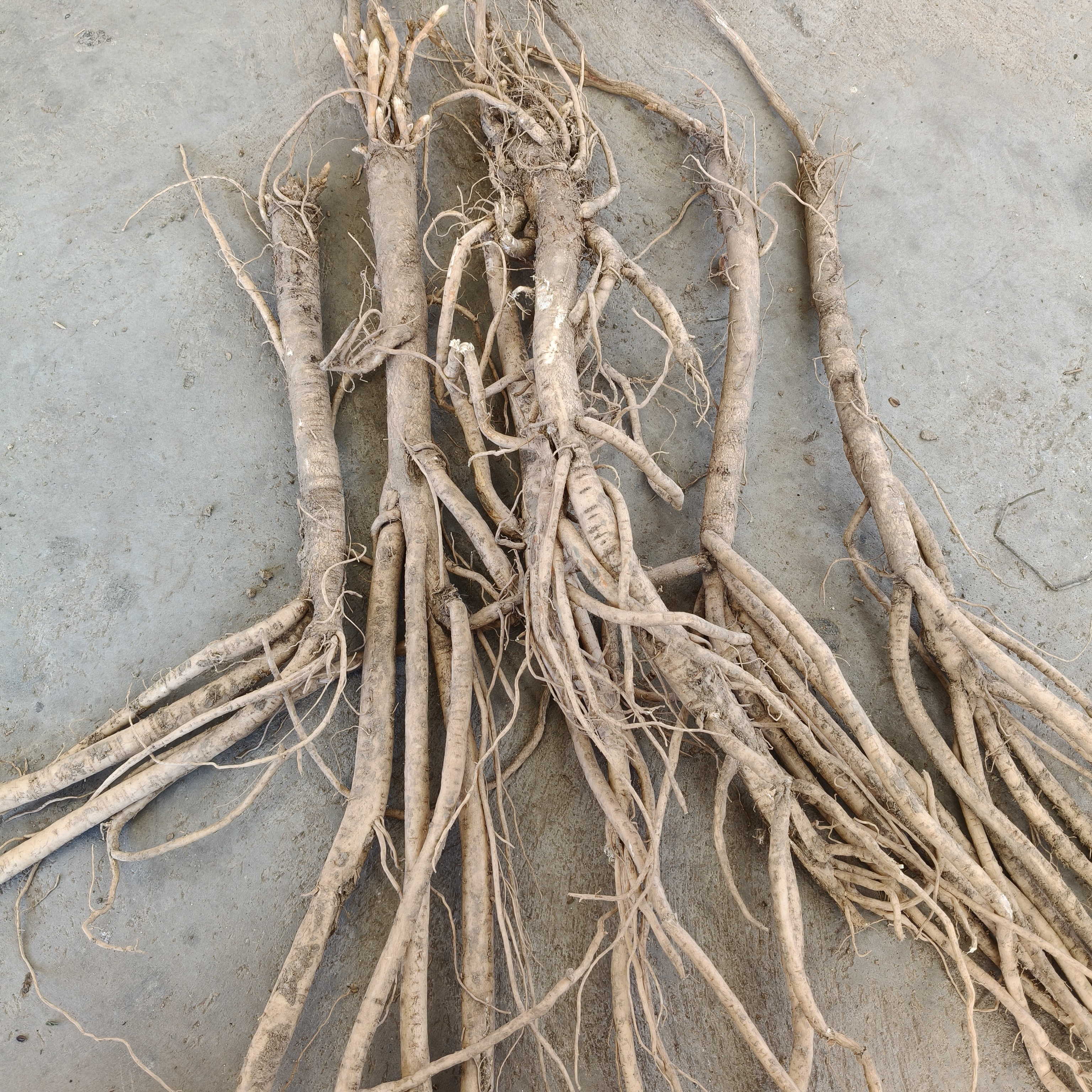 甘肃高原鲜黄芪 可煲汤炖肉泡水的滋补佳品