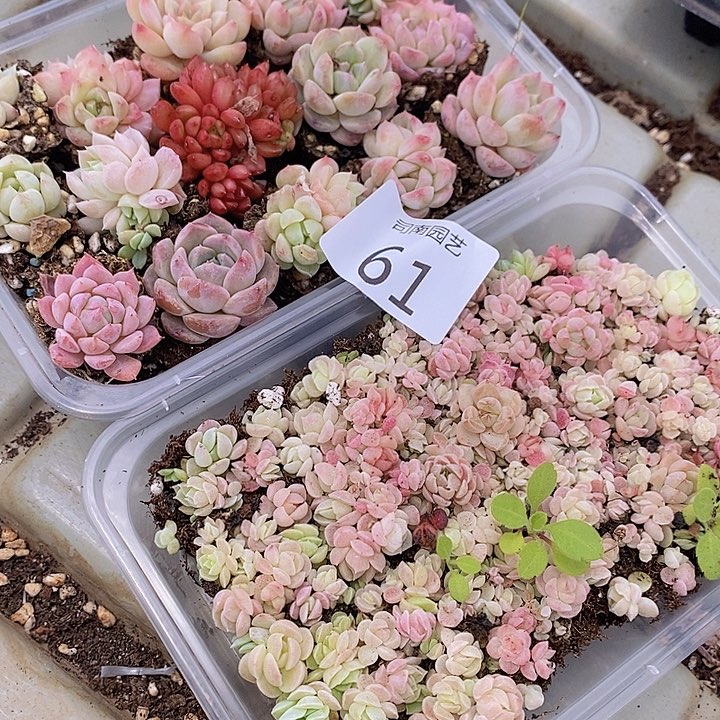 61 多肉植物盆栽花卉植物