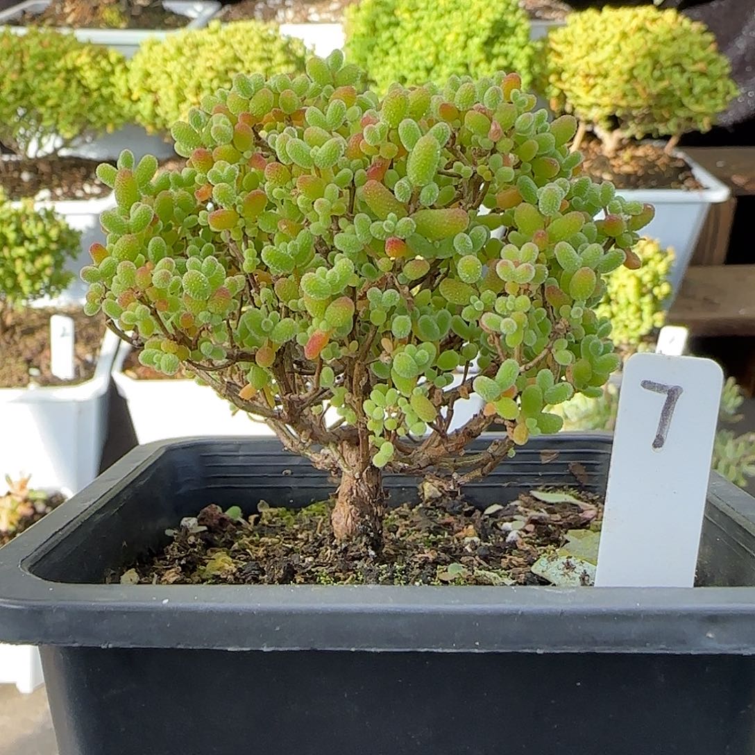 金桔糖球一物一拍