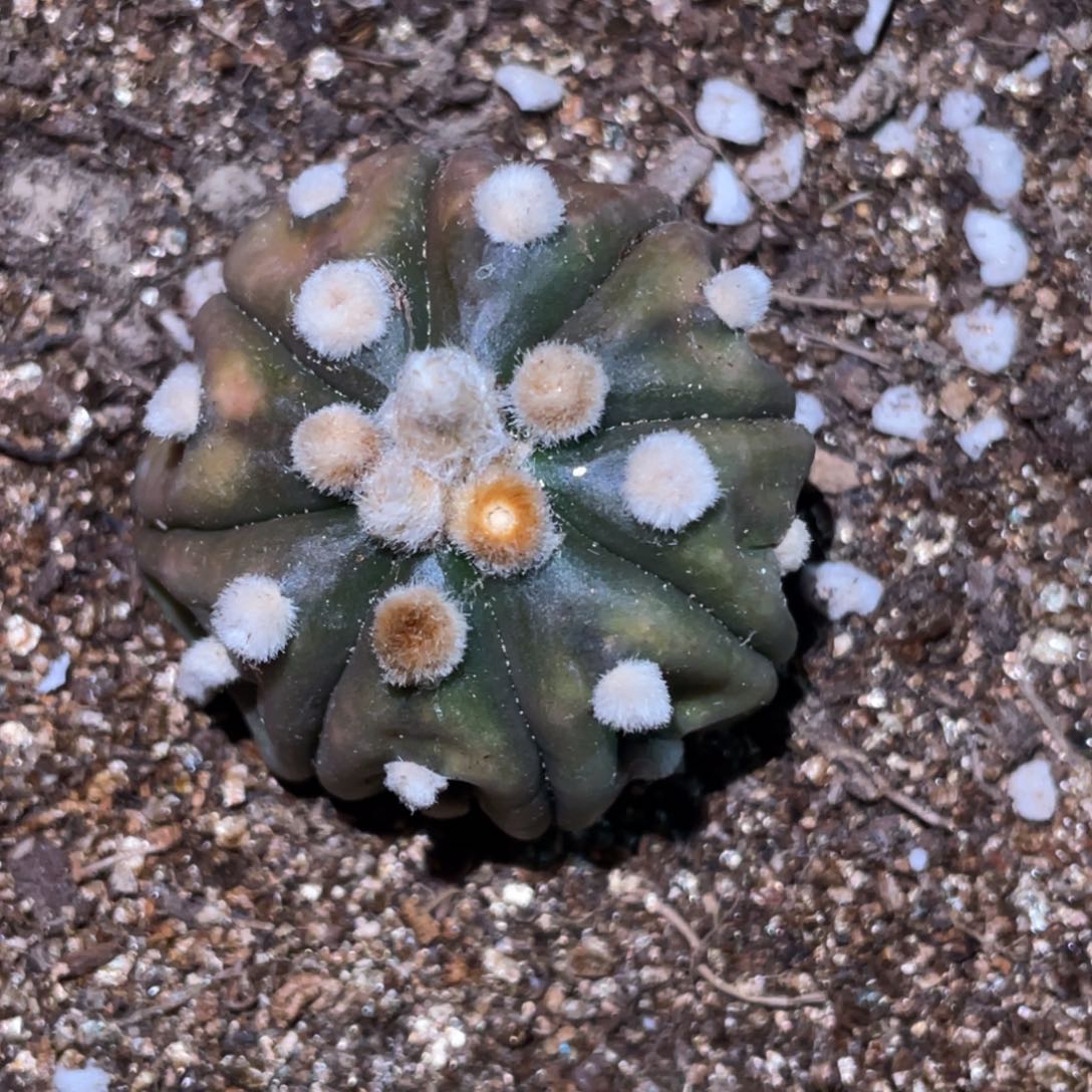 无花朵自根海星兜锦