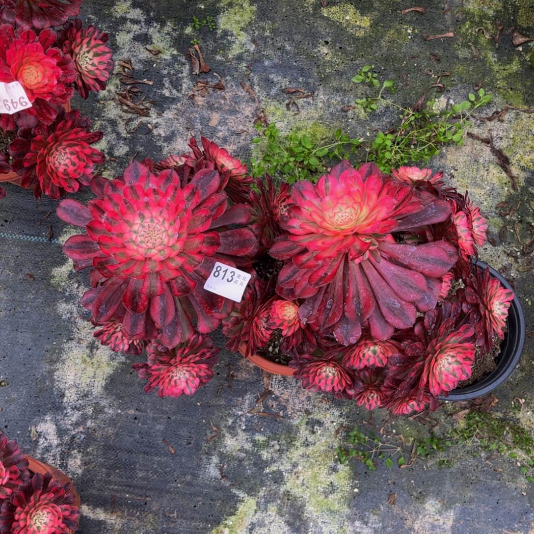 多肉红铜妖装000000813