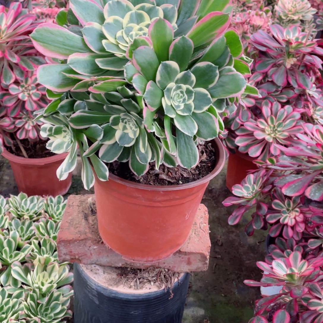 多肉植物雨花石669