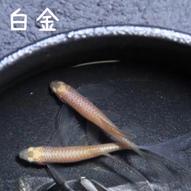 白金专拍长尾长鳍蝶翼斑马鱼热带淡水观赏鱼好养活小型鱼