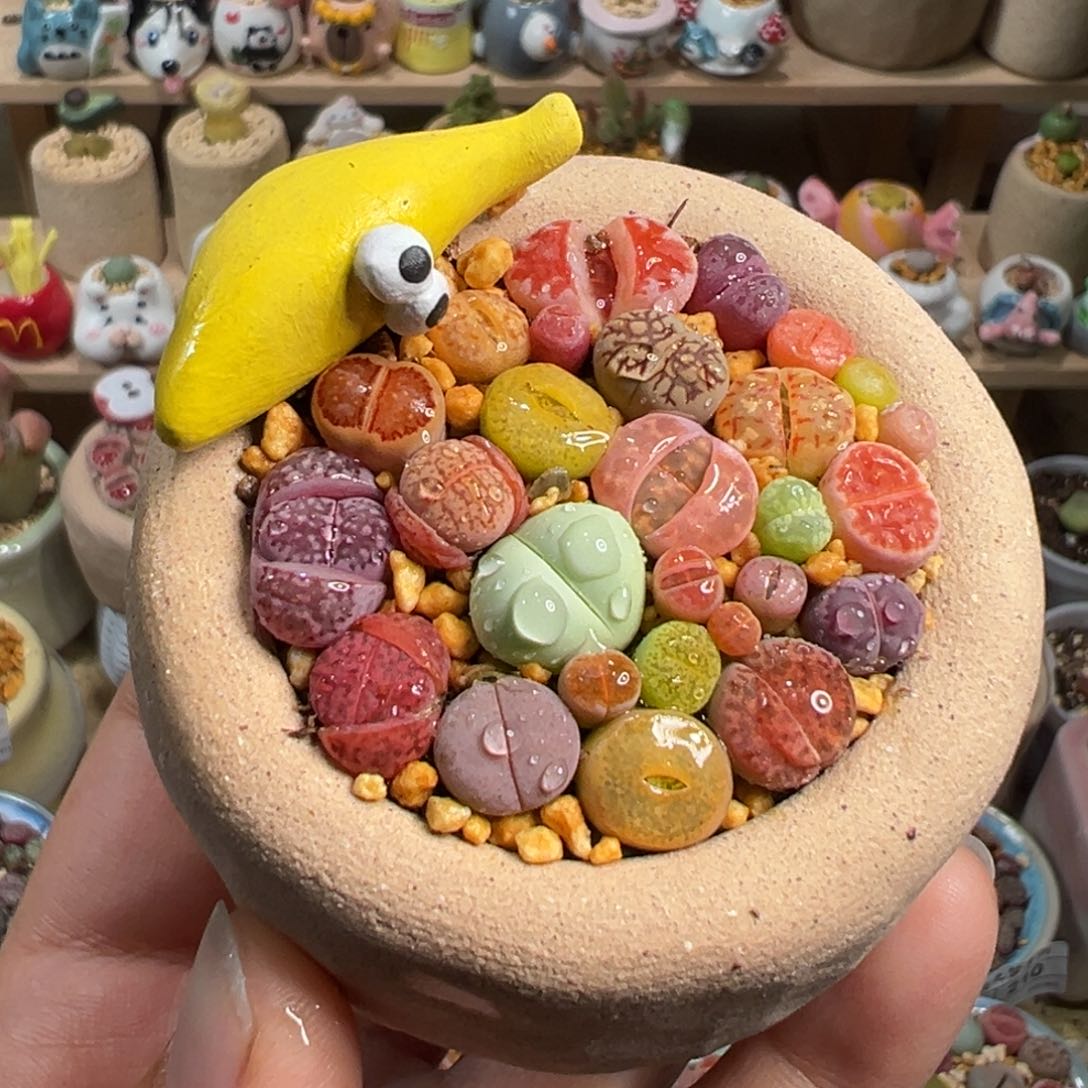 多肉植物119号彩色