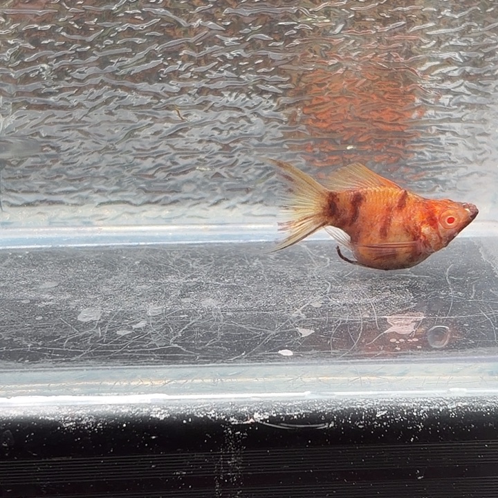 孔雀鱼玛丽鱼一条可可母