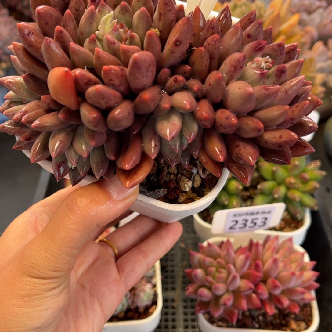 2356 满30包邮天冷地区必拍保温箱