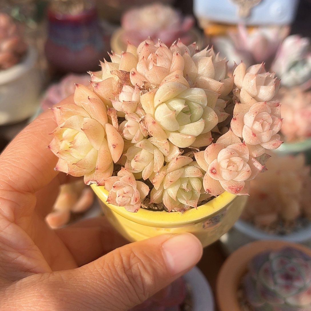 552 多肉含盆土 30元包邮 除偏远