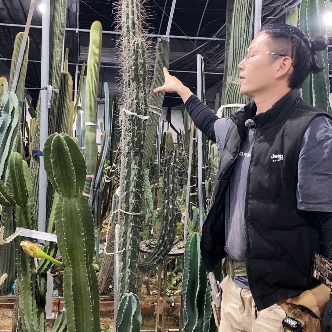 近卫柱现砍高度40-50公分