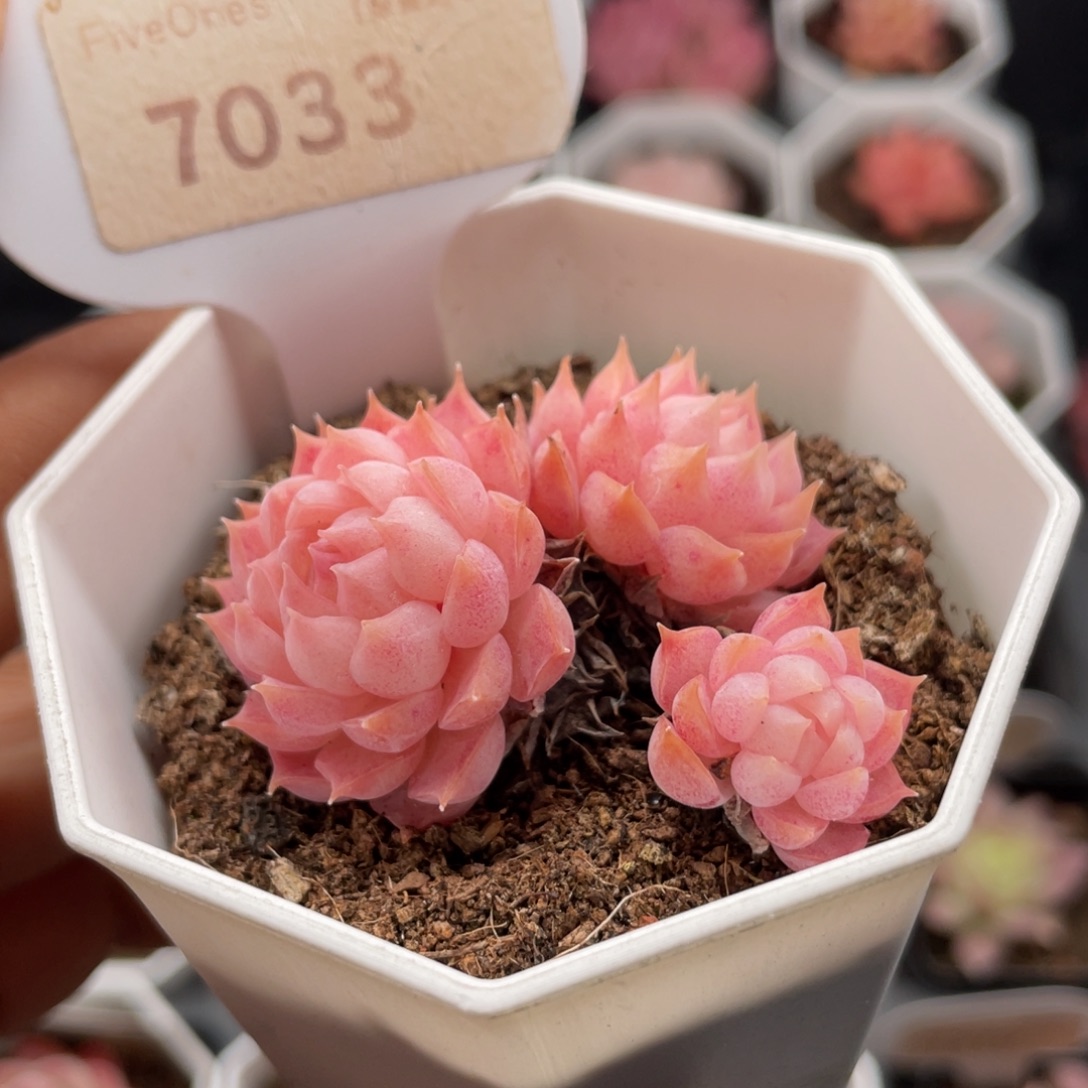 朱砂痣7033-4.5厘米