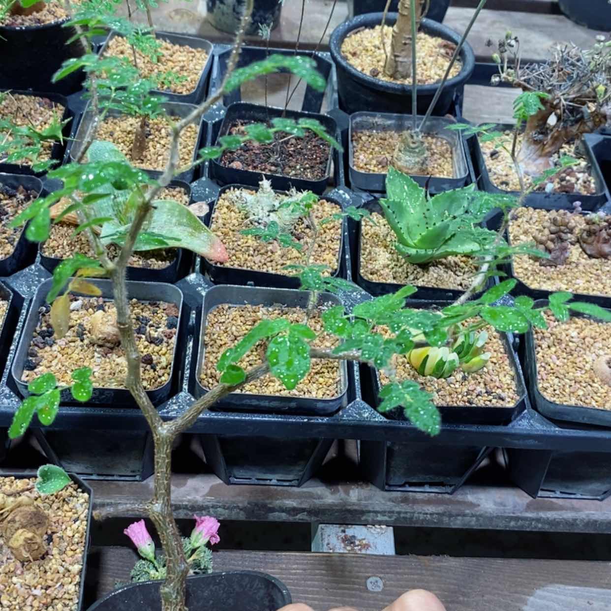 【闪购商品】滔天橄榄