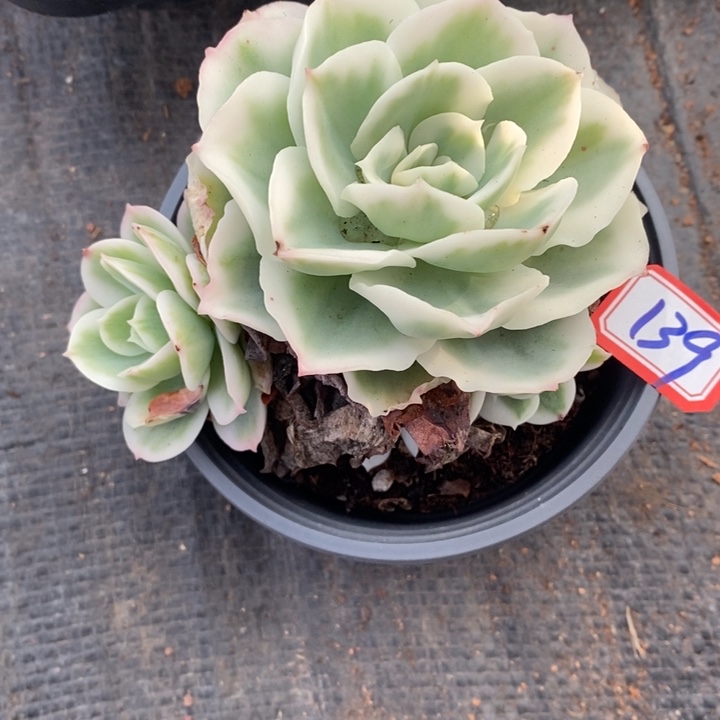 柒*一物一拍柠檬玫瑰锦多肉139