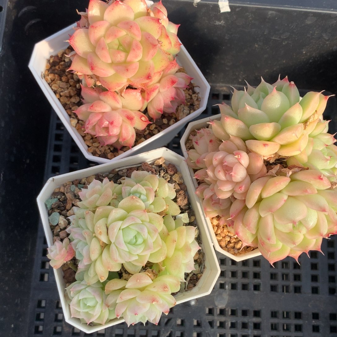 1208-146 套餐一组