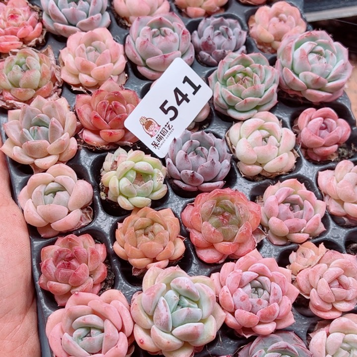 凡***静多肉植物多肉植物