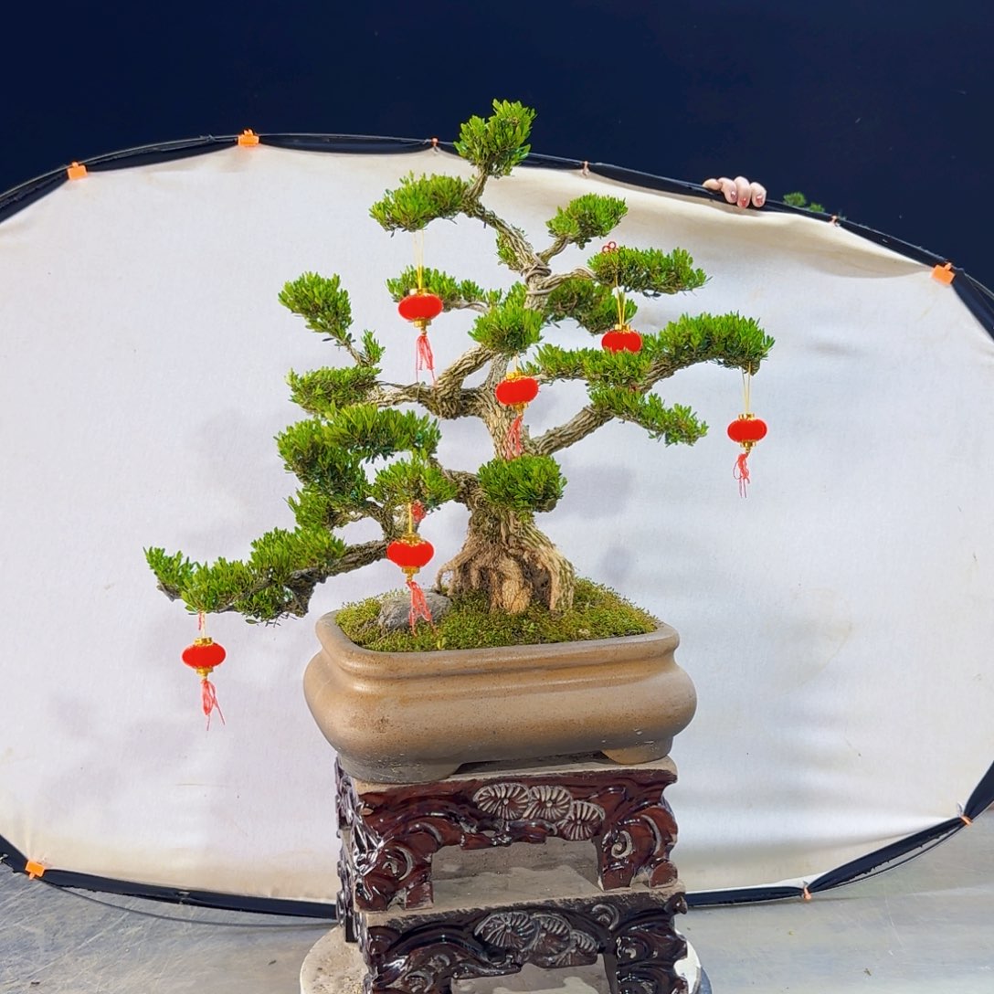 高端盆景艺术作品