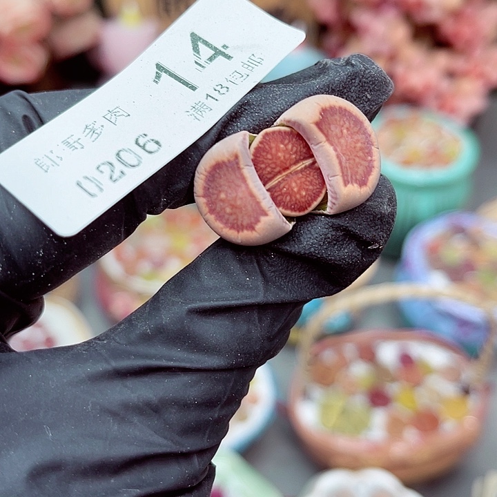 生石花满18包邮6-14