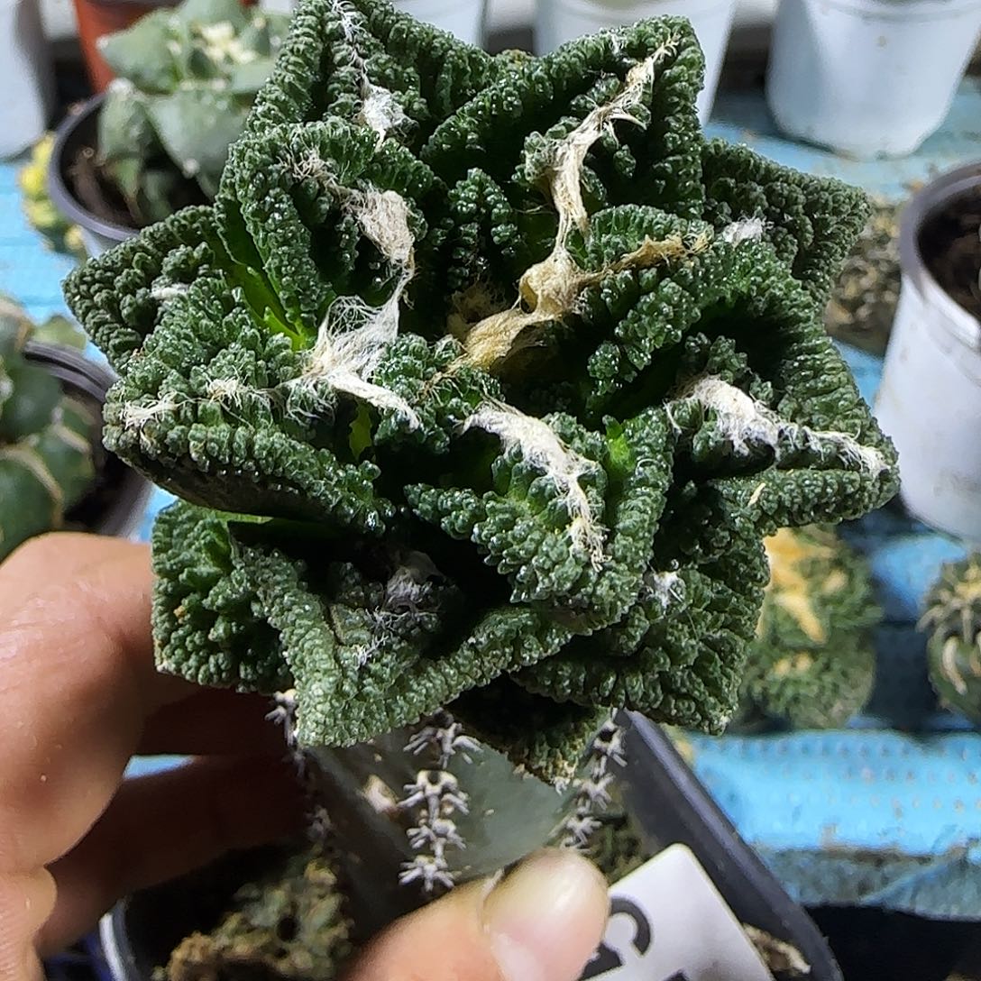 螺旋辛顿815仙人球