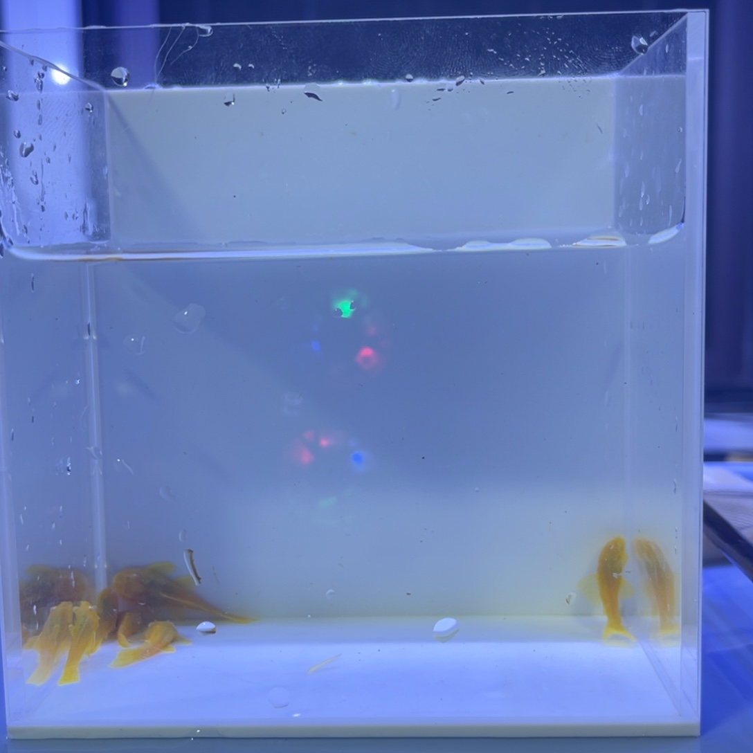 孔雀鱼胡子6条开箱视频报损