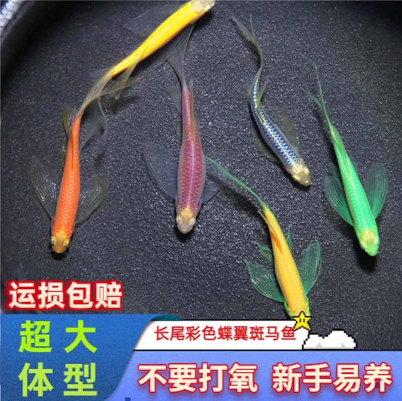 蝶翼长尾长鳍斑马鱼小型热带淡水观赏鱼好养活活体宠物