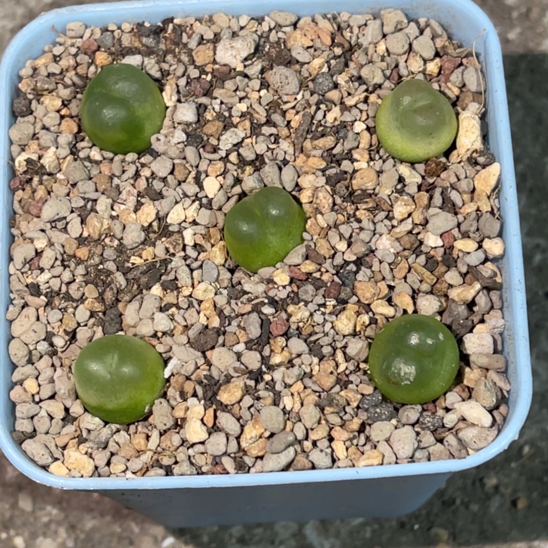 5850拉登5颗尺寸1.2