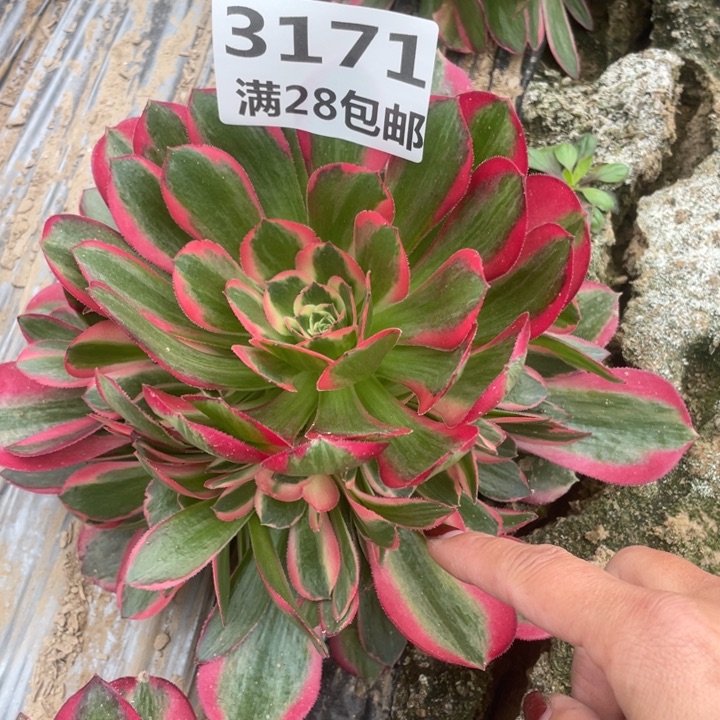 3171一号棚粉女郎G