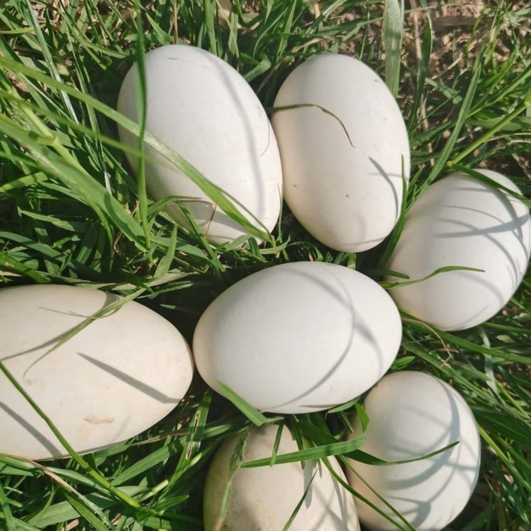 《雾都幺妹》新鲜现捡正宗农家散养土鹅蛋