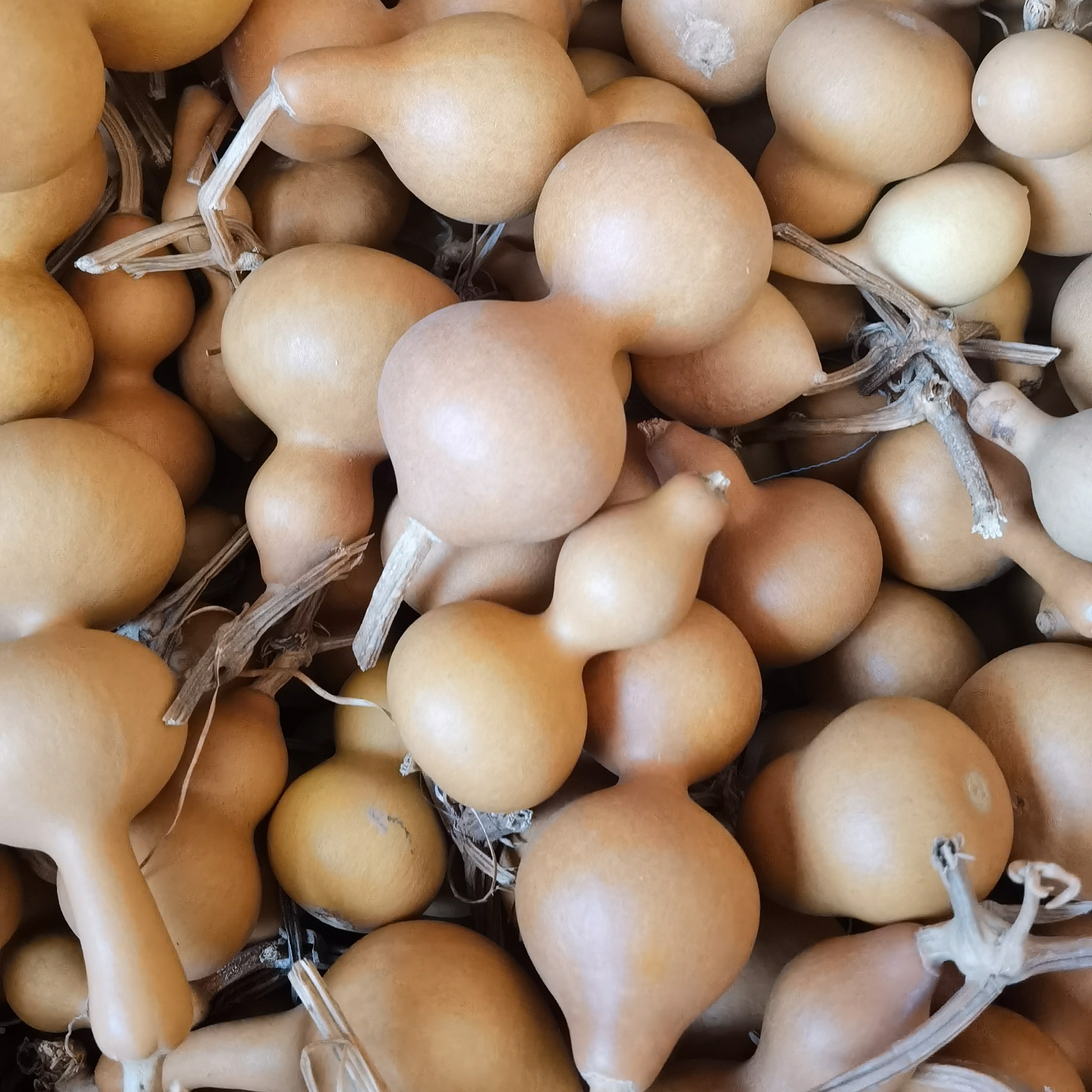 天然葫芦（直播间选货 一物一拍）私自下单，默认随机发微瑕葫芦